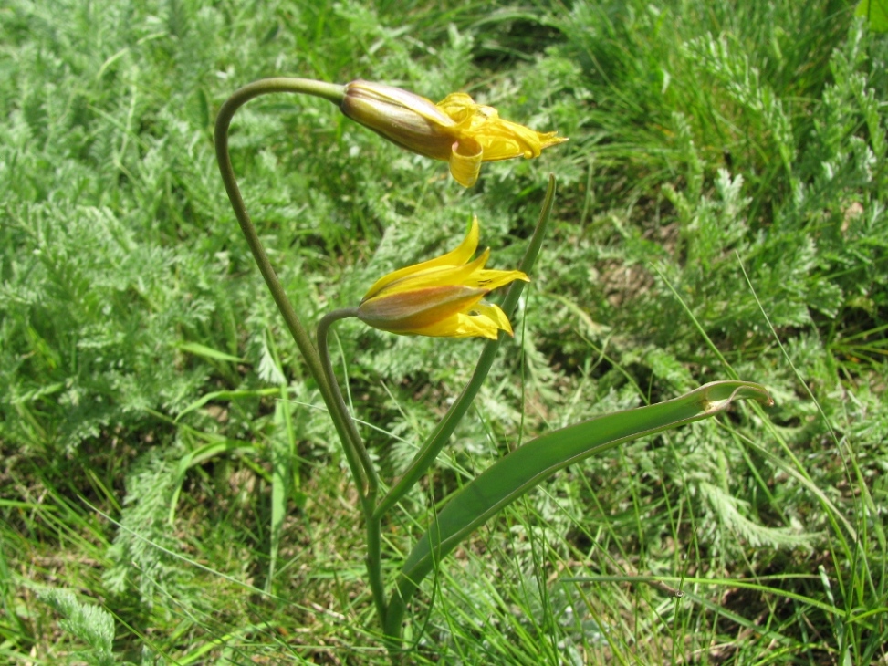 Изображение особи Tulipa biebersteiniana.