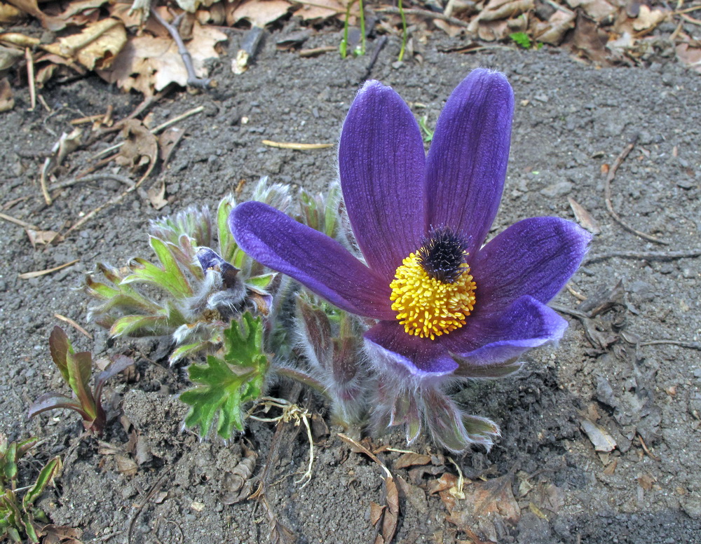 Изображение особи Pulsatilla chinensis.