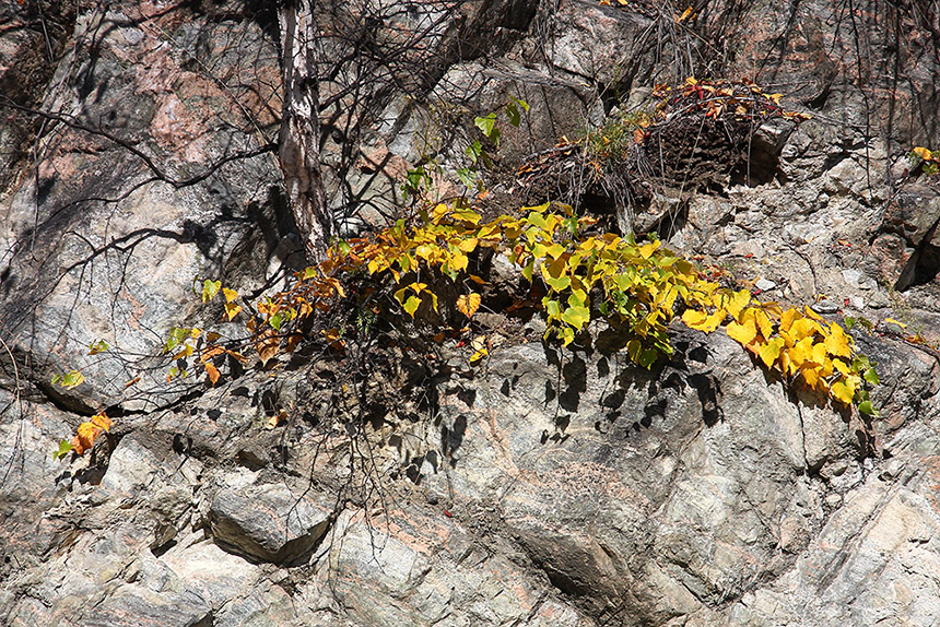 Image of genus Betula specimen.