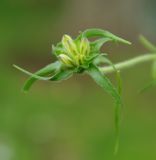 Edraianthus tenuifolius