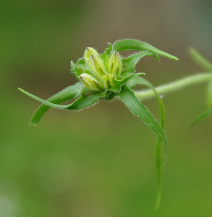 Image of Edraianthus tenuifolius specimen.