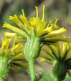 genus Pilosella. Соцветие с неразвернувшимися язычковыми цветками. Абхазия, Гудаутский р-н, Мюссерская возвышенность, сухой луг. 14.06.2012.
