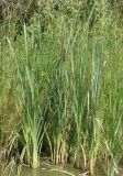 genus Typha. Плодоносящее растение. Украина, г. Запорожье, балка Партизанская, дальняя от города часть большего озера. 28.07.2013.