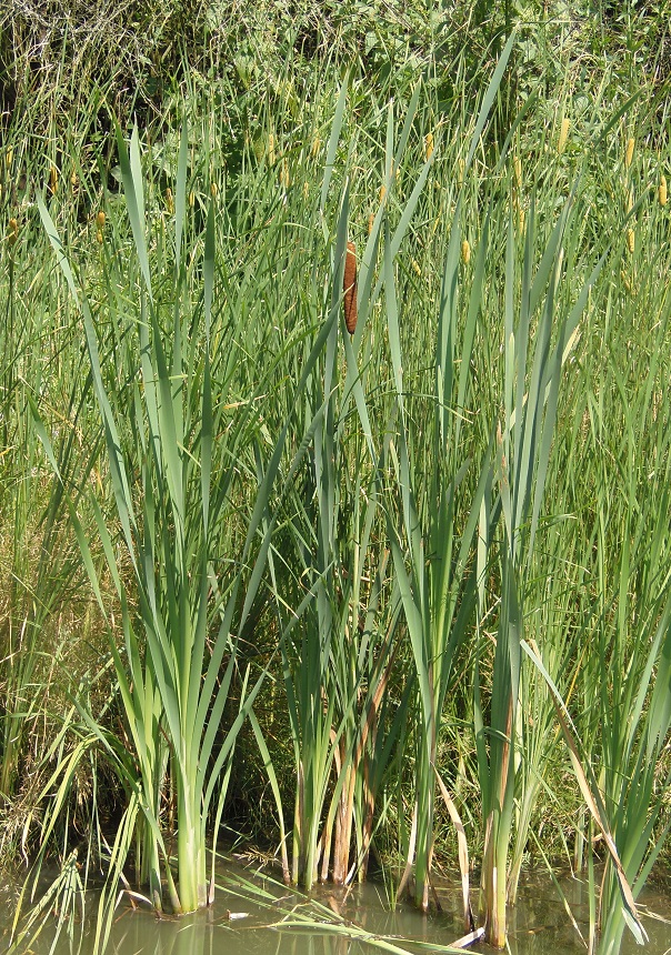 Изображение особи род Typha.