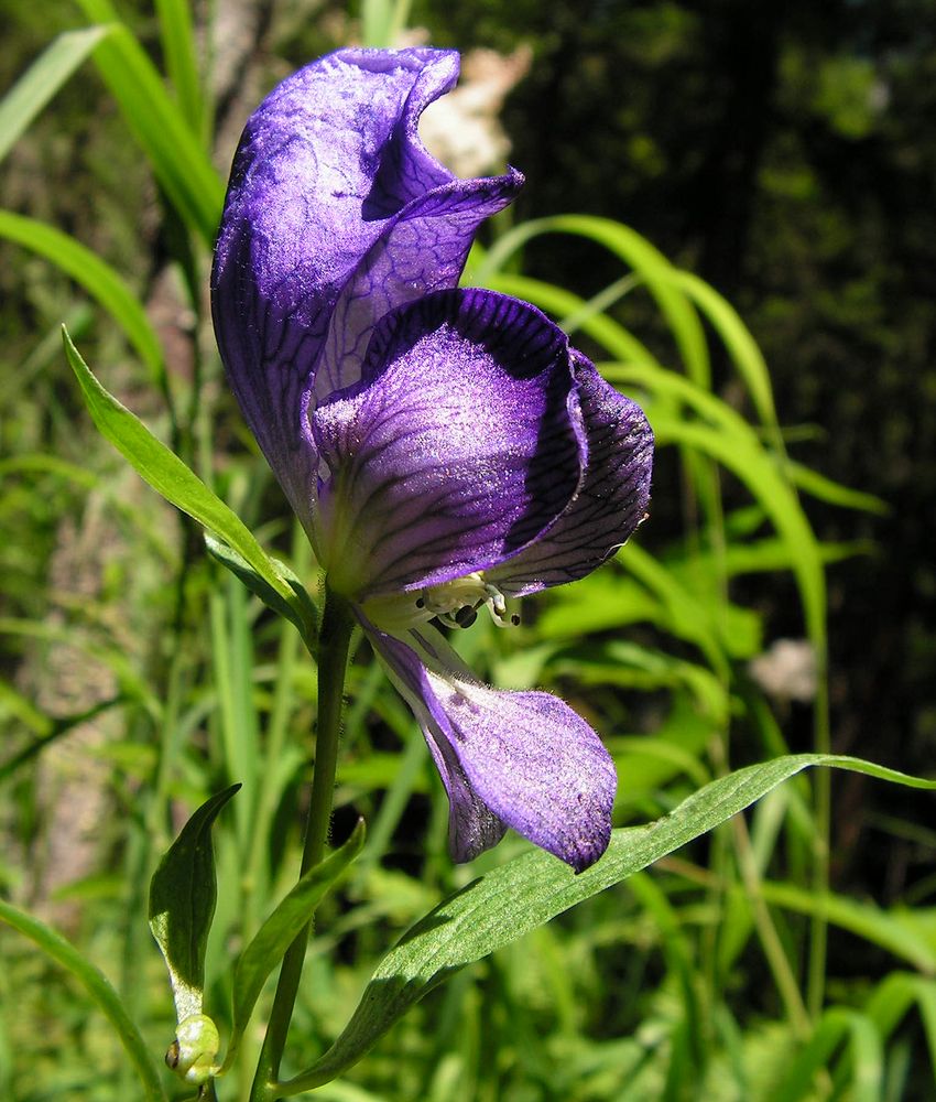 Изображение особи Aconitum karafutense.