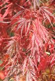 Acer palmatum. Побег с листвой в осенней окраске. Черноморское побережье Кавказа, Геленджикский р-н, с. Кабардинка, Старый парк. 10 ноября 2013 г.