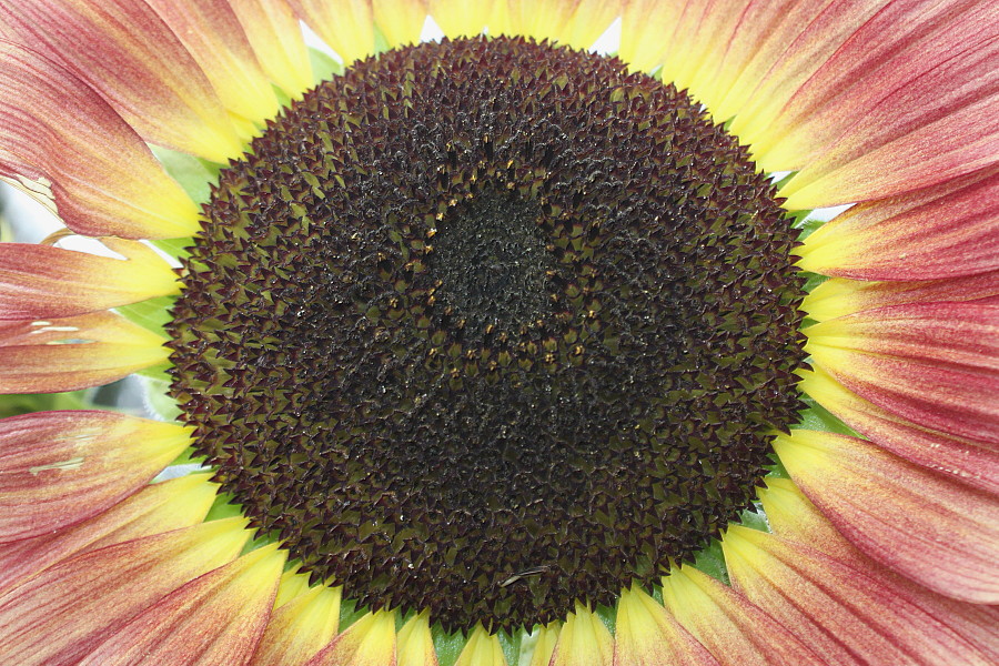 Image of Helianthus annuus specimen.