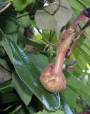 Aristolochia kaempferi