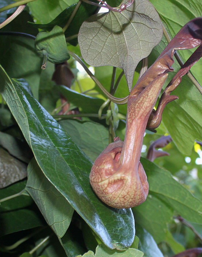 Изображение особи Aristolochia kaempferi.