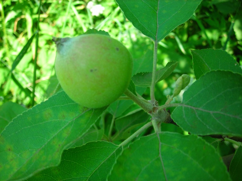 Изображение особи Malus domestica.