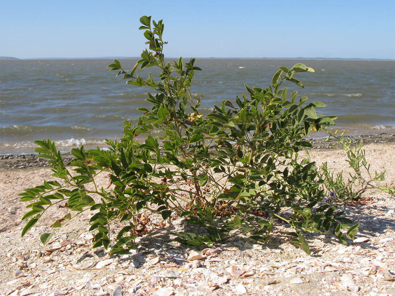 Изображение особи Glycyrrhiza glabra.