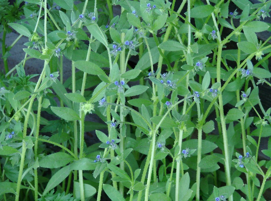 Изображение особи Asperugo procumbens.