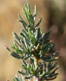 Santolina rosmarinifolia. Верхняя часть побега. Германия, г. Дюссельдорф, Ботанический сад университета. 02.03.2014.