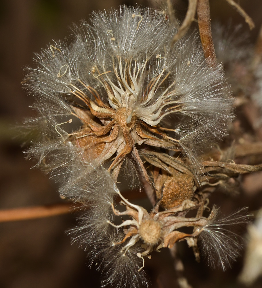 Изображение особи Urospermum picroides.