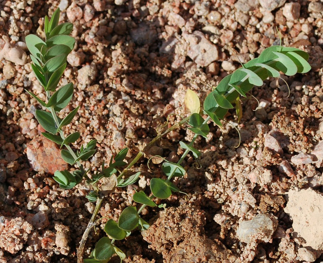 Изображение особи Lathyrus aphaca.