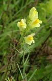 Linaria vulgaris