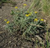 Achillea leptophylla. Цветущее растение. Ростовская обл., Красносулинский р-н, окр. хутора Лихой. 21.05.2013.