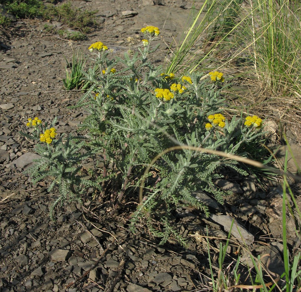 Image of Achillea leptophylla specimen.