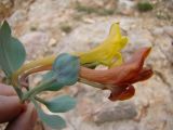 Corydalis nevskii