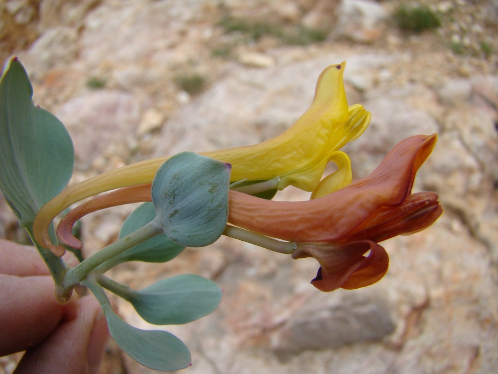 Image of Corydalis nevskii specimen.