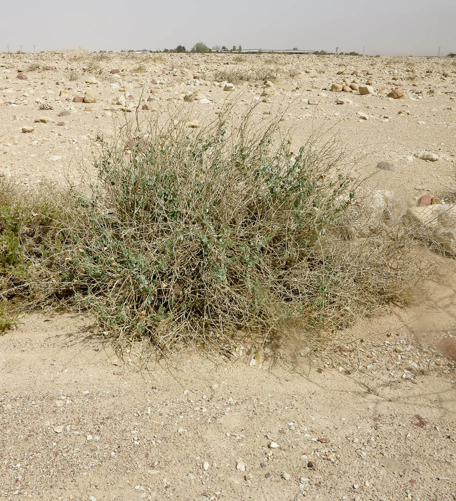 Image of Pergularia tomentosa specimen.