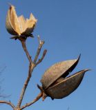 Paulownia fargesii