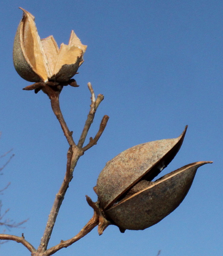 Изображение особи Paulownia fargesii.