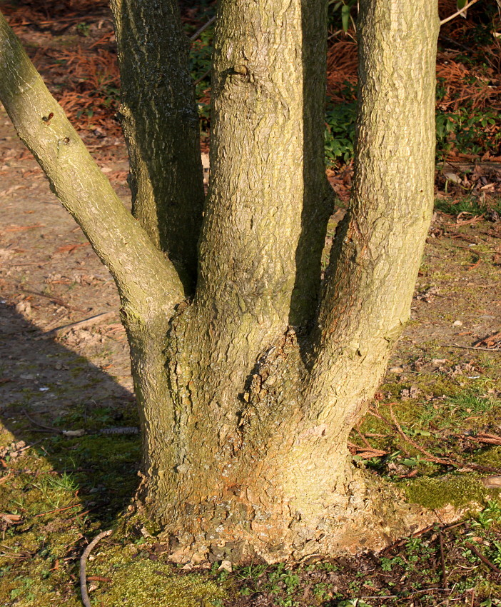 Image of Aesculus turbinata specimen.