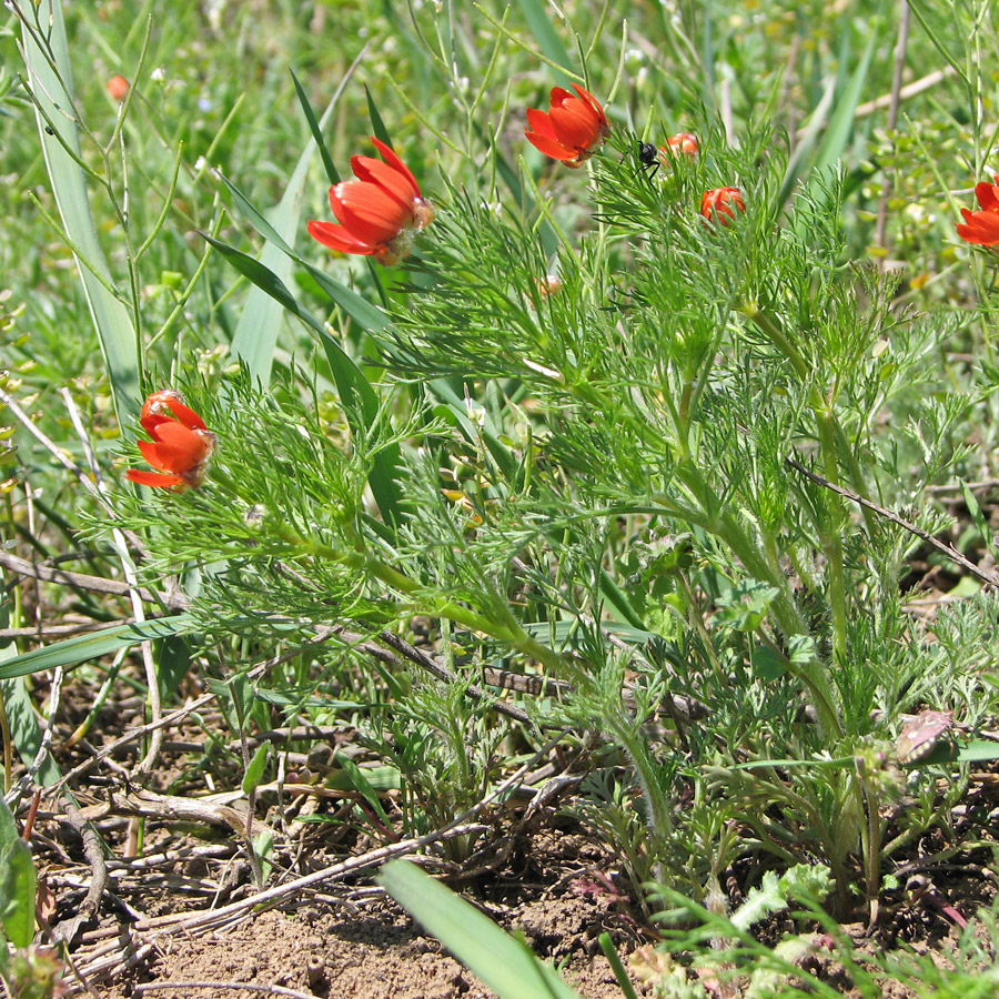 Изображение особи Adonis flammea.