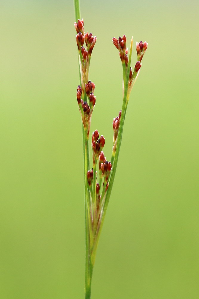 Изображение особи Juncus gerardi.