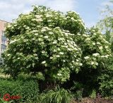 Sambucus nigra