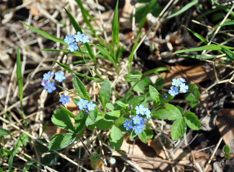 Изображение особи Myosotis sylvatica.