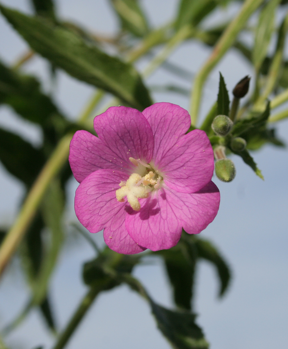 Изображение особи Epilobium hirsutum.