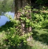 Metasequoia glyptostroboides. Нижняя часть ствола с побегами. Германия, г. Дюссельдорф, Ботанический сад университета. 04.05.2014.