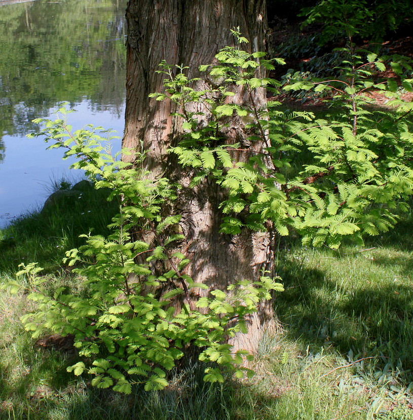 Изображение особи Metasequoia glyptostroboides.