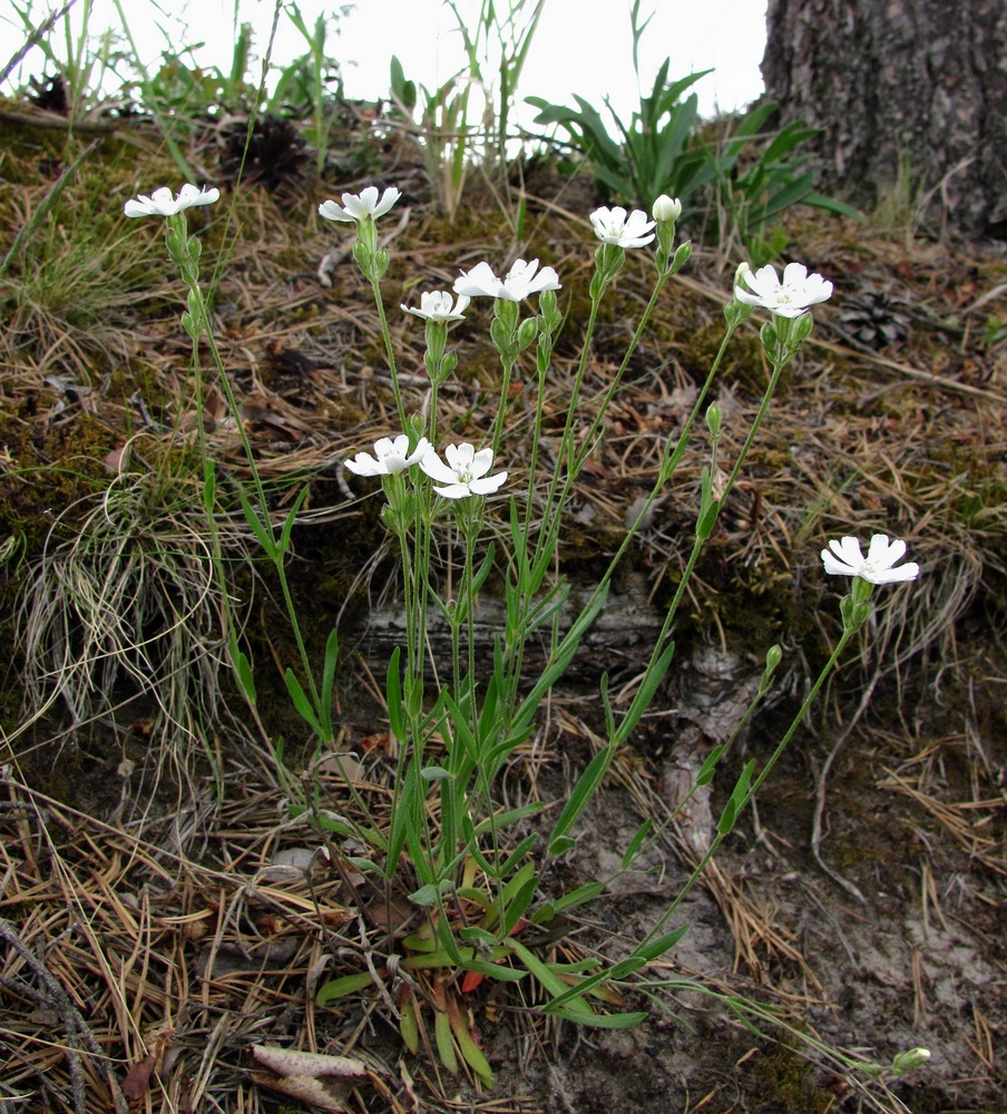 Изображение особи Lychnis samojedorum.