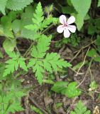 Geranium robertianum