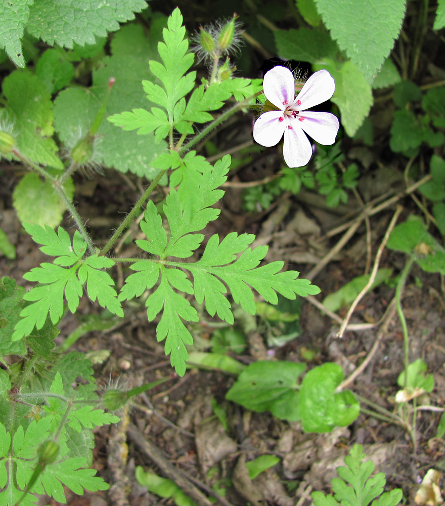 Image of Geranium robertianum specimen.