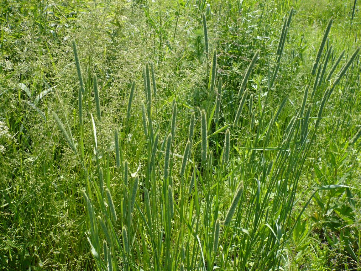 Image of Phleum pratense specimen.