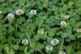 Trifolium repens