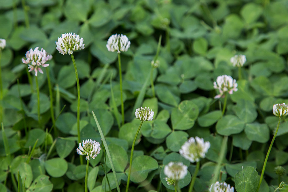 Image of Trifolium repens specimen.