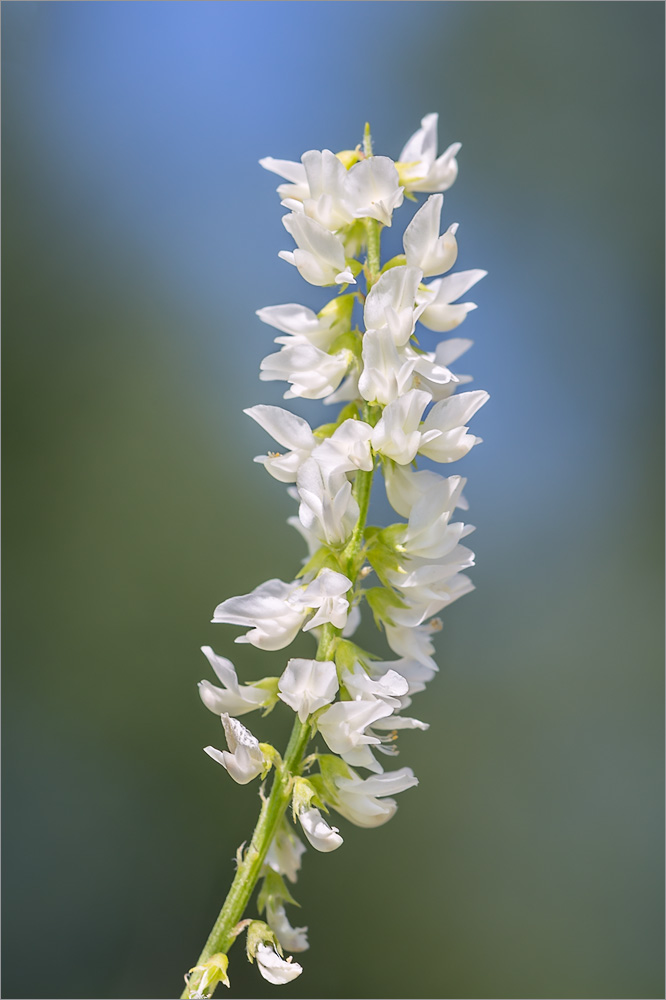 Изображение особи Melilotus albus.