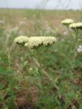 род Achillea