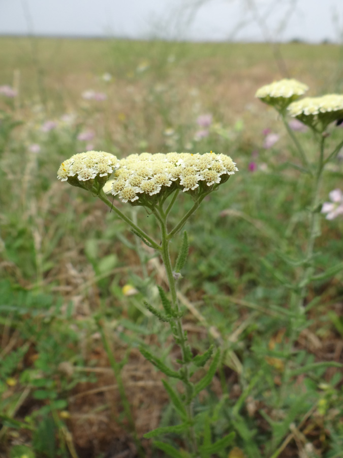 Изображение особи род Achillea.