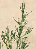 Salsola tragus. Верхушка побега. Ростовская обл., Неклиновский р-н, Новобессергеневское с/п, побережье Таганрогского зал. 28.07.2014.