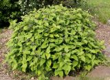 Hydrangea involucrata