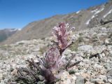 Pedicularis violascens