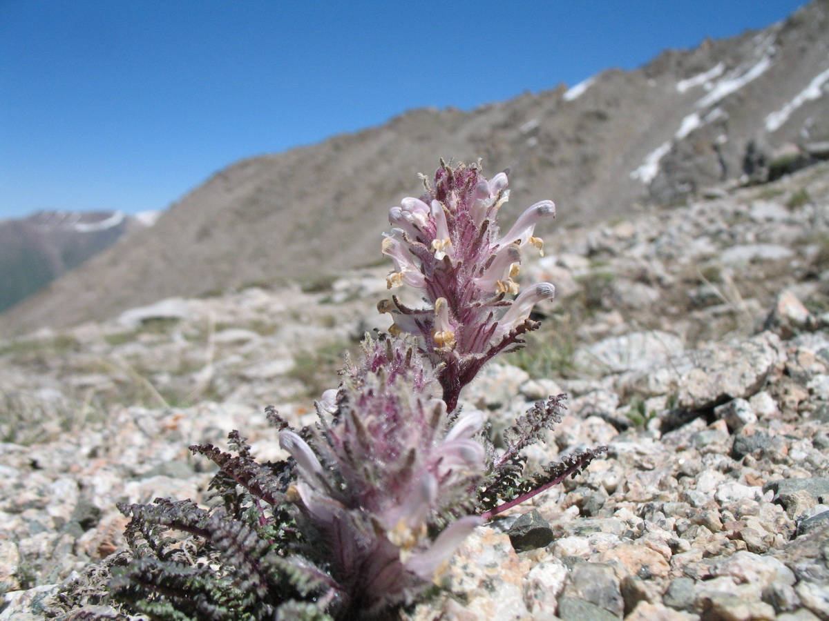 Image of Pedicularis violascens specimen.