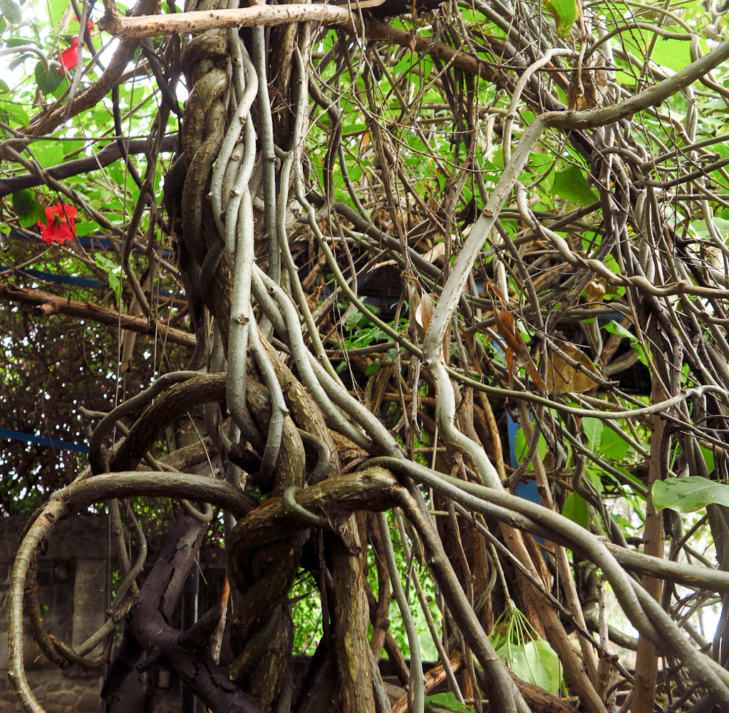 Image of Solandra maxima specimen.