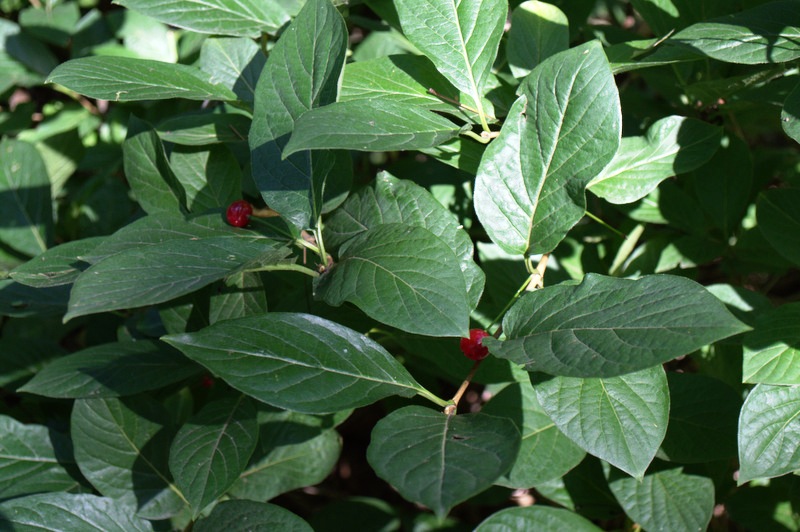 Image of Lonicera sachalinensis specimen.